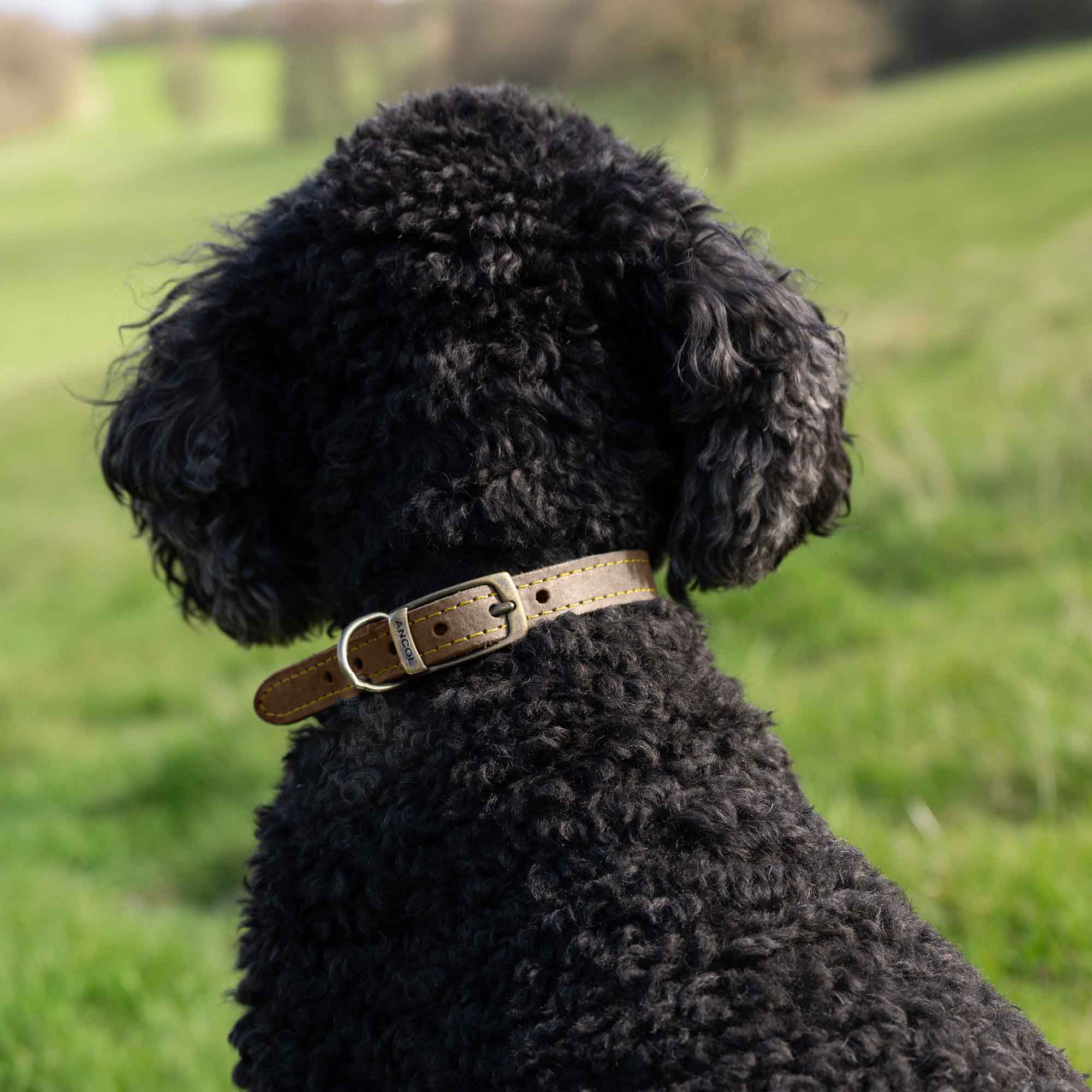 Timberwolf Leather Collar UK