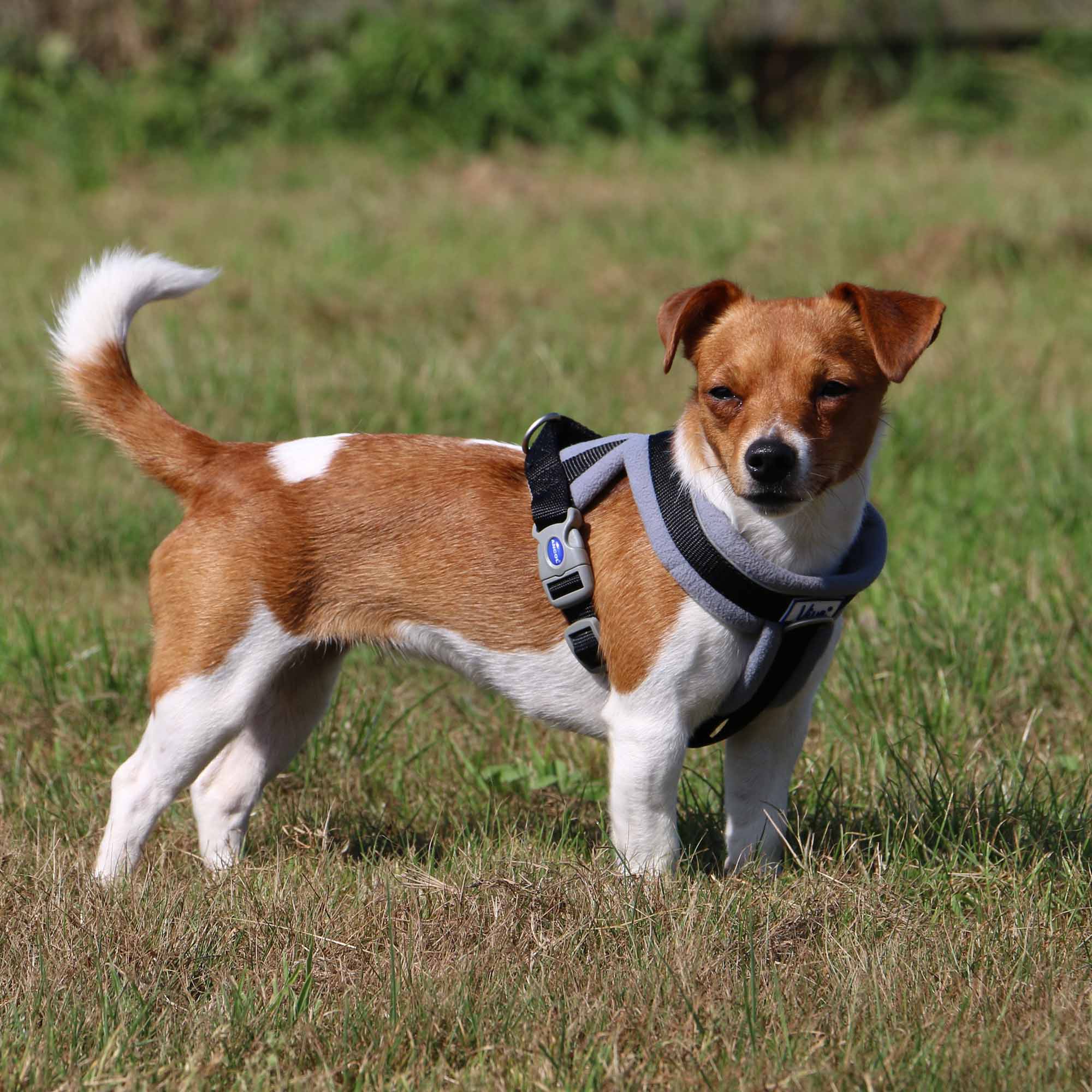 Padded Harness Black XXL 97130cm