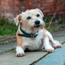Heritage Leather Collar Black Size 3 28-36cm