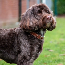 Heritage Leather Collar Tan Size 5 39-48cm