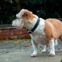 Heritage Leather Collar Black Size 5 39-48cm