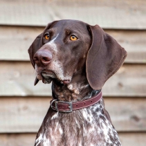 Heritage Leather Collar Oxblood Size 5 39-48cm