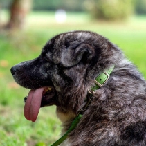 Timberwolf Leather Collar Green 20-26cm Size 1