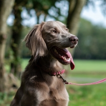 Timberwolf Leather Collar Raspberry 20-26cm Size 1