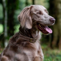 Timberwolf Leather Collar Sable 39-48cm Size 5