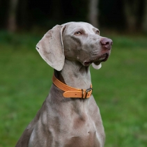 Timberwolf Leather Collar Mustard 39-48cm Size 5