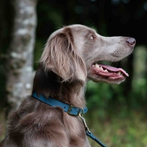 Timberwolf Leather Collar Blue 45-54cm Size 6