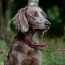 Timberwolf Leather Collar Raspberry 50-59cm Size 7
