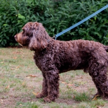 Timberwolf Leather Lead Blue 1mx19mm