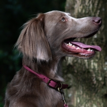 Timberwolf Rolled Collar Raspberry 28-36cm Size 3