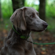 Timberwolf Rolled Collar Green 39-48cm Size 5