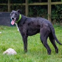 Timberwolf Greyhound Collar Green 34-43cm
