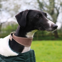 Timberwolf Greyhound Collar Sable 34-43cm