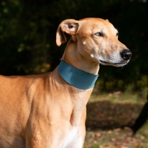 Timberwolf Whippet Leather Collar Blue 30-34cm