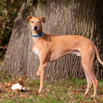 Timberwolf Whippet Leather Collar Blue 30-34cm
