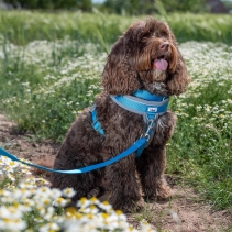 Viva Padded Lead Blue 1mx25mm