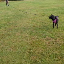 Obedia Training Line 20m