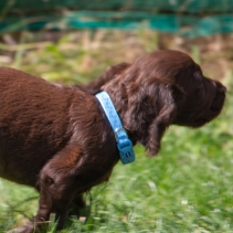 Small Bite Refl Paw&Bone Collar Lead Set Blue