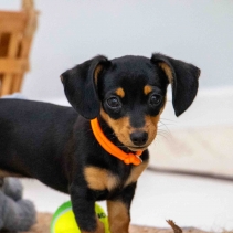 Puppy Whelping Collars (set of 12)