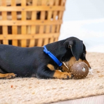 Puppy Whelping Collars (set of 12)