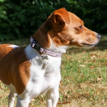 Small Bite Jewel Collar Lead Set Blue