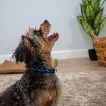 Small Bite Stars Collar Lead Set Blue