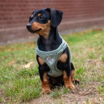 Small Bite Teddy Bear Harness Sage XXS25-30cm