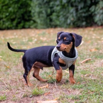 Small Bite Teddy Bear Harness Sage XXS25-30cm