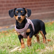 Small Bite Teddy Bear Harness Rose XXS 25-30cm