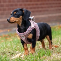 Small Bite Teddy Bear Harness Rose XXS 25-30cm