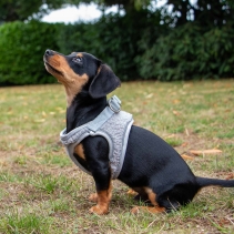 Small Bite Teddy Bear Harness Pebble XXS 25-30cm