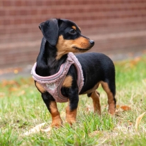 Small Bite Teddy Bear Harness Rose XS 30-36cm