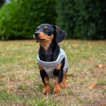 Small Bite Teddy Bear Harness Pebble XS 30-36cm