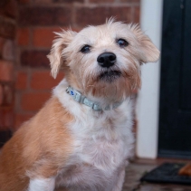 Small Bite Polka Collar & Lead Set Sage