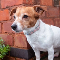 Small Bite Polka Collar Lead Set Rose