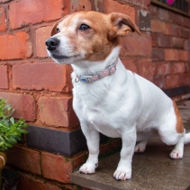 Small Bite Polka Collar Lead Set Rose