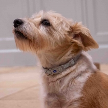 Small Bite Polka Collar Lead Set Pebble