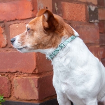 Small Bite Floral Collar Lead Set Sage