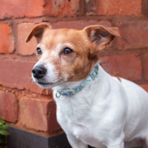 Small Bite Floral Collar Lead Set Sage