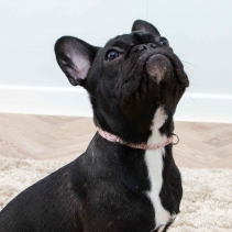 Small Bite Floral Collar Lead Set Rose