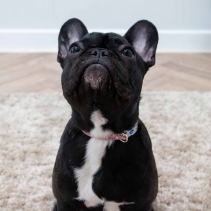 Small Bite Floral Collar Lead Set Rose