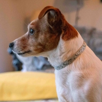 Small Bite Floral Collar Lead Set Pebble