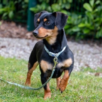 Small Bite Stars Collar Lead Set Sage