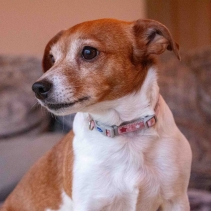 Small Bite Stars Collar Lead Set Rose