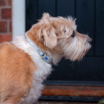 Small Bite Stars Collar Lead Set Pebble