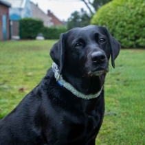 Small Bite Teddy Bear Collars Sage Small 20-30cm