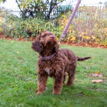 Small Bite Teddy Bear Collars Rose Small 20-30cm