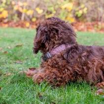 Small Bite Teddy Bear Collars Rose Small 20-30cm