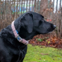 Small Bite Teddy Bear Collars Rose Small 20-30cm