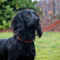 Heritage Leather Lead Oxblood 100cm x 19mm | 50kg